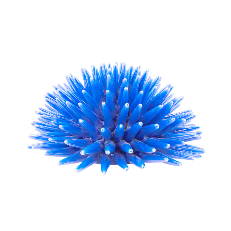 Riccio Blu Royal L in Ceramica